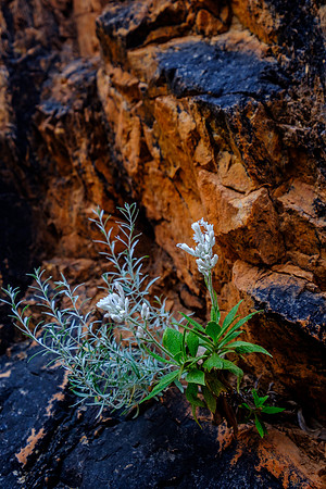 202309_WestMacDonnell_021