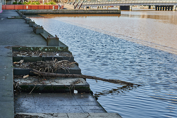 202008_NikonZ7_020
