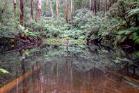 20210425 - Arboretum Olinda