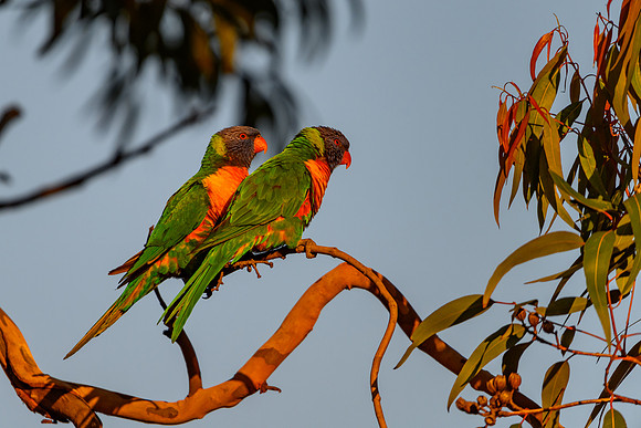 20210108_AlbertPark_876