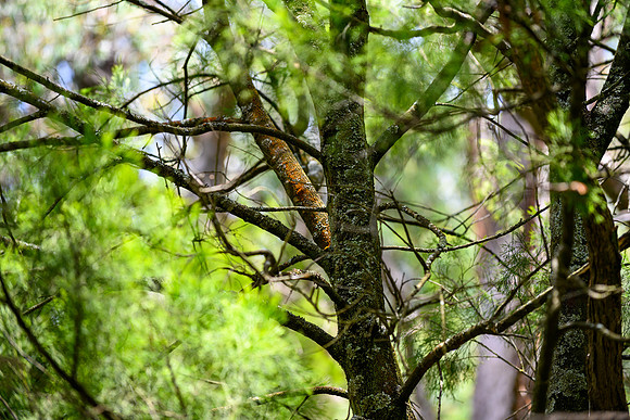 20201225_Hike-002