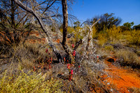 202309_PalmValley_019