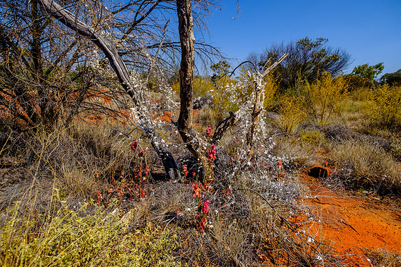 202309_PalmValley_019