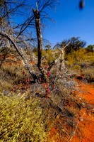 202309_PalmValley_018