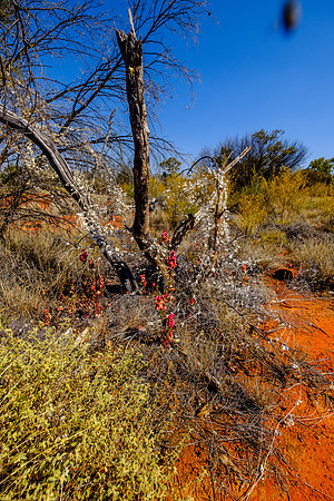 202309_PalmValley_018
