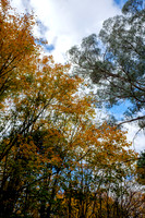 20210424_Arboretum-013
