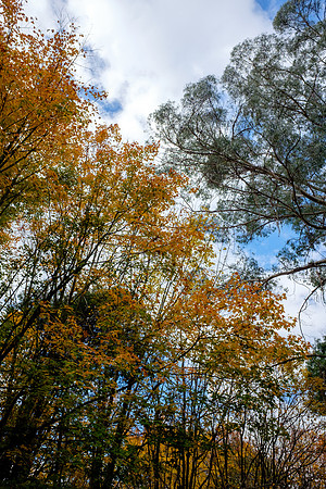 20210424_Arboretum-013