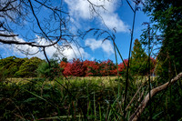 20210424_Arboretum-015