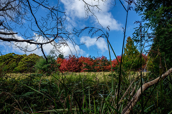 20210424_Arboretum-015