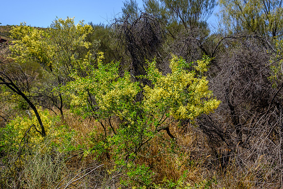 202309_WestMacDonnell_120