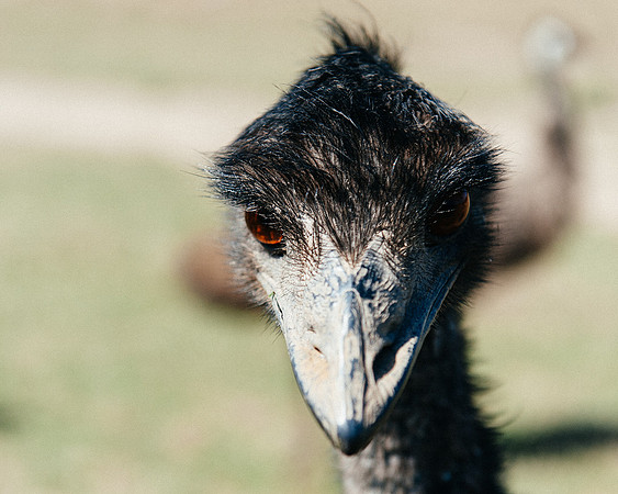 _aus7165jpg_32949297112_o