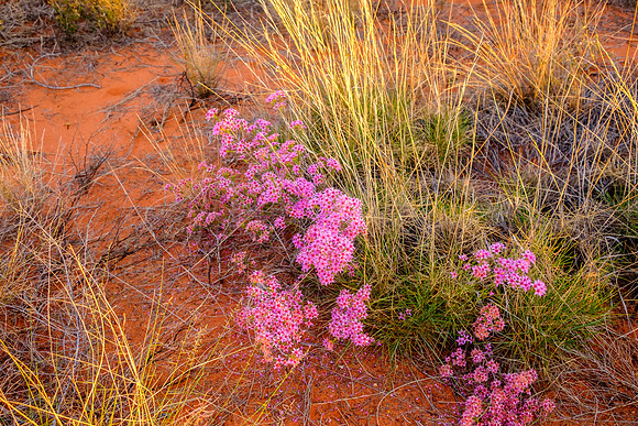 202309_Uluru_010