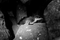 _aus8272jpg_32439280954_o