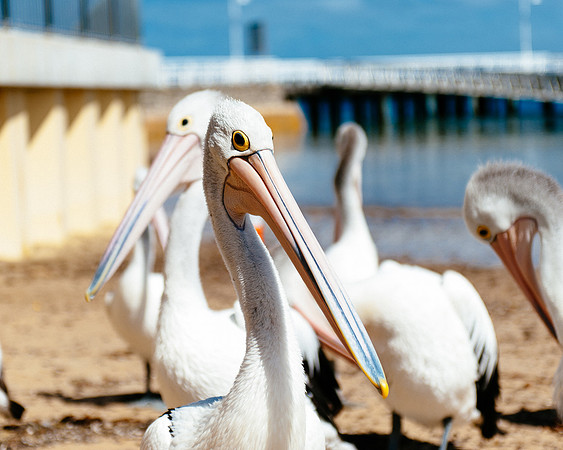 _aus6783jpg_32949193982_o