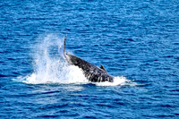 20240713 Morten Bay Whales