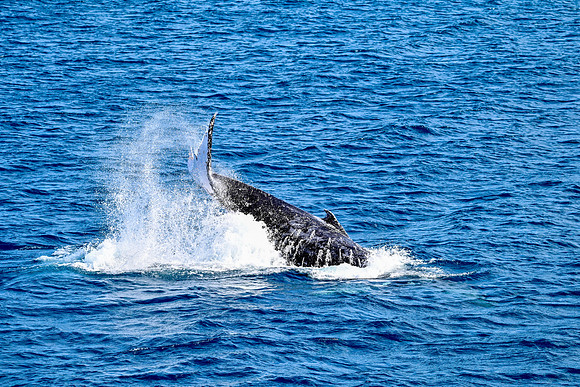 13-_DSC2994