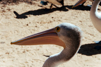 _aus6801jpg_33063819436_o