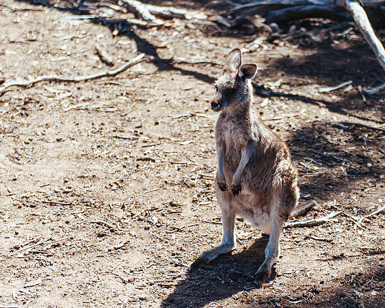 _aus7036jpg_32978638581_o