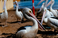 _aus6774jpg_33063790536_o