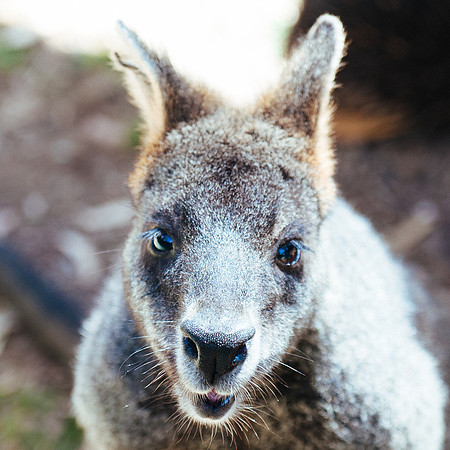 _aus6986jpg_33105770775_o