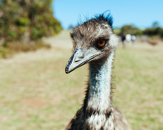_aus7101jpg_32290473493_o