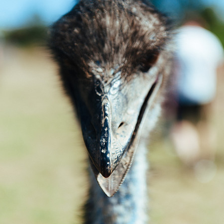 _aus7084jpg_33105813225_o