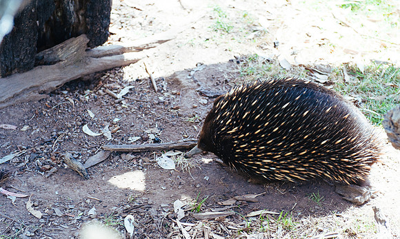 _aus6990jpg_32723299370_o