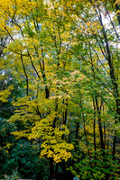20210424_Arboretum-012