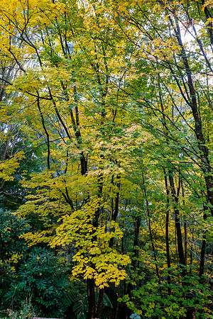 20210424_Arboretum-012