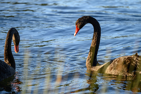 20210108_AlbertPark_590