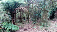 20170310 Dandenong Ranges