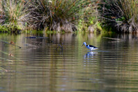 20210108_AlbertPark_180