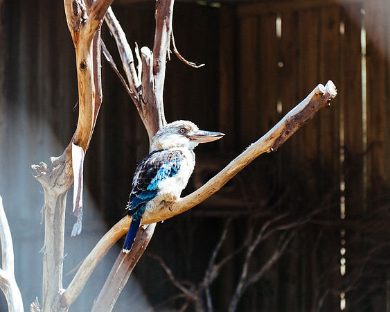 _aus7062jpg_33105808845_o