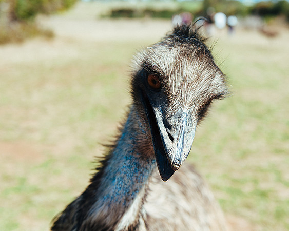 _aus7098jpg_32290472553_o