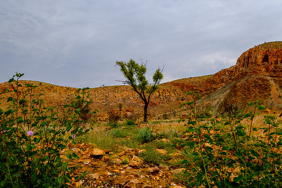 202309_WestMacDonnell_068