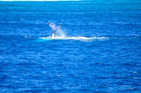 15-_DSC2843