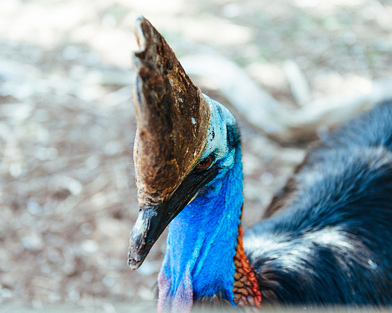 _aus7000jpg_32723301610_o