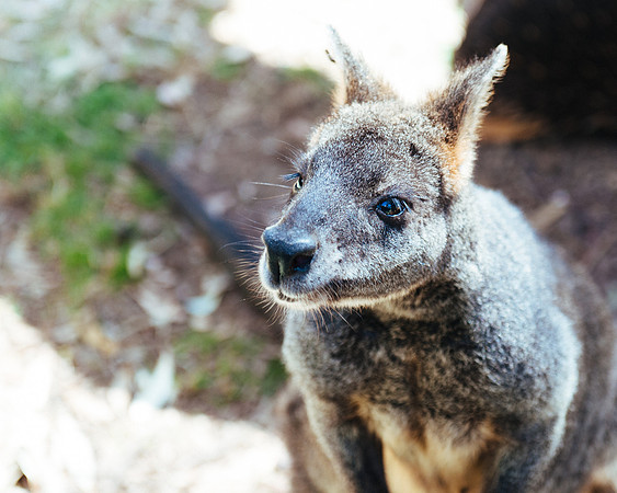 _aus6987jpg_32978625161_o
