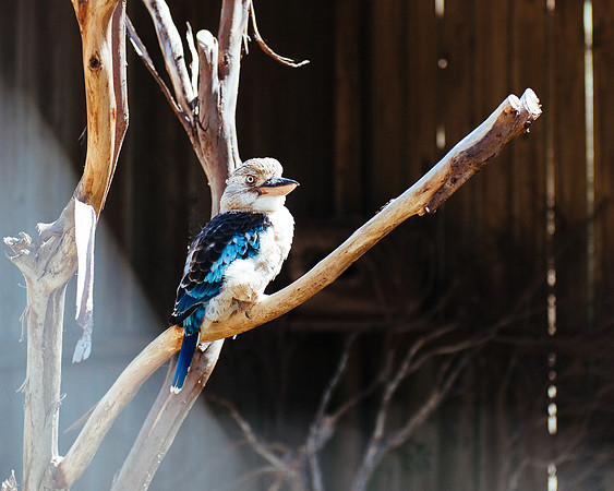 _aus7064jpg_33105809945_o