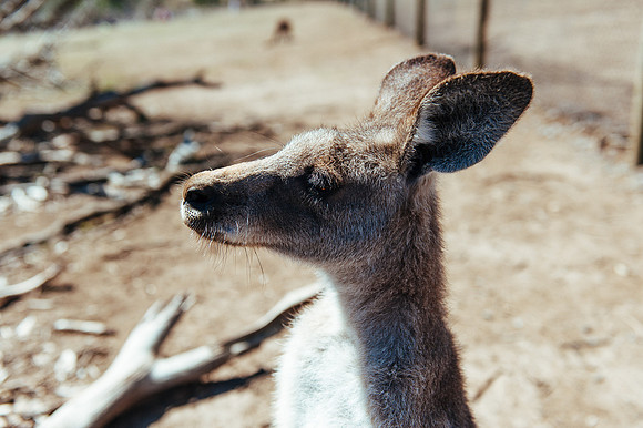 _aus7048jpg_32949276302_o