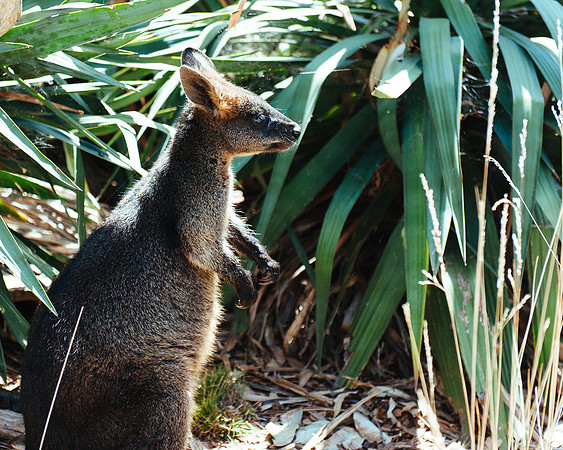 _aus6983jpg_32978616601_o
