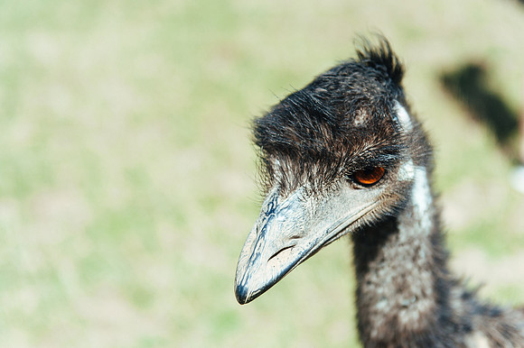 _aus7148jpg_32723344830_o
