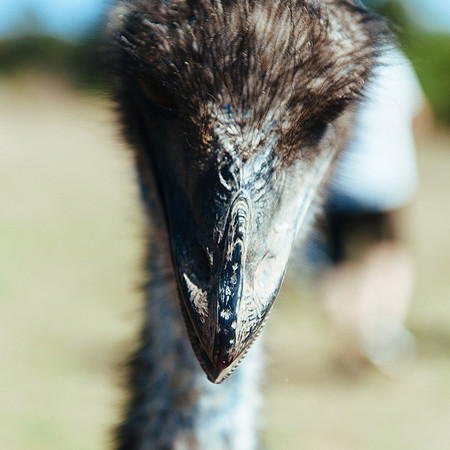 _aus7082jpg_33105811905_o