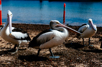 _aus6776jpg_32290351003_o