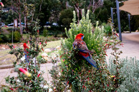 halls-gap-parrots-eating-breakfast_34447856053_o
