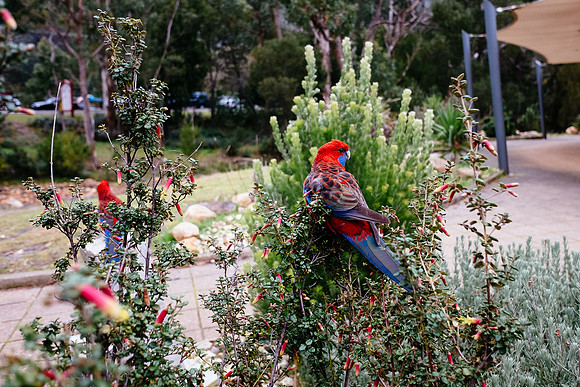 halls-gap-parrots-eating-breakfast_34447856053_o