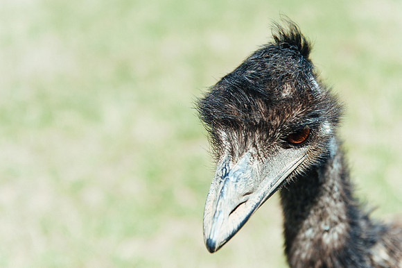 _aus7150jpg_32290475913_o