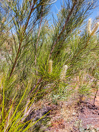202309_KingsCanyon_055