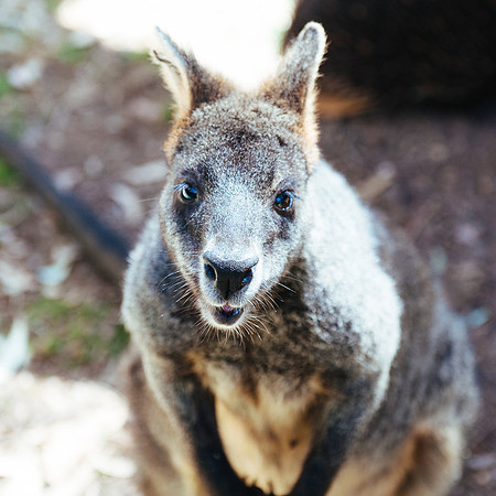 _aus6986-2jpg_32978624061_o