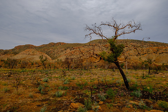 202309_WestMacDonnell_063